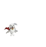 Superman (2025) figurine Superman & Krypto 21 cm
